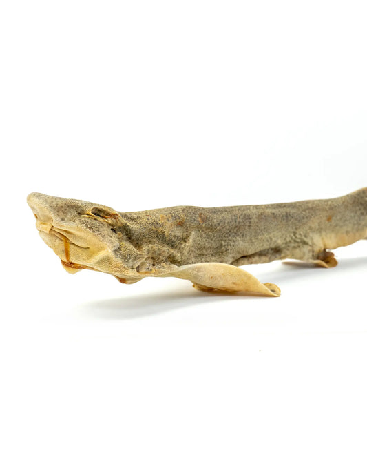 Catshark